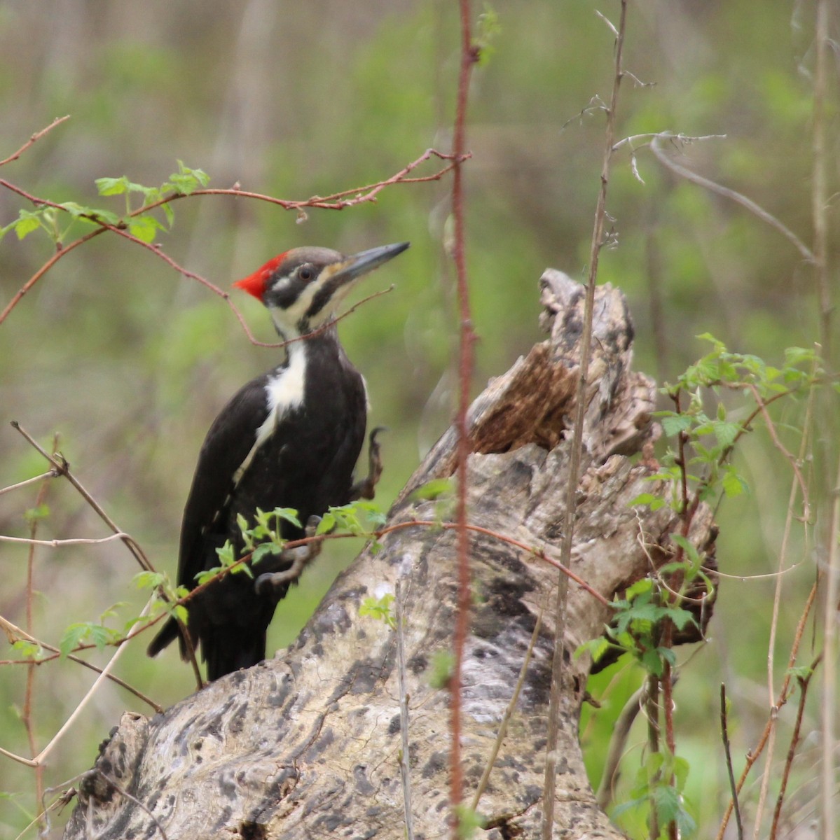 Pileated Woodpecker - ML158009671