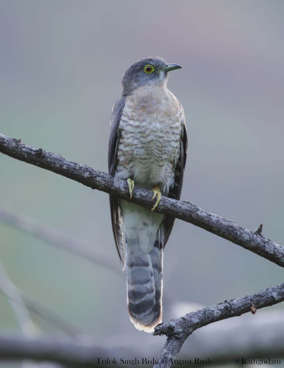 Common Hawk-Cuckoo - ML158011241