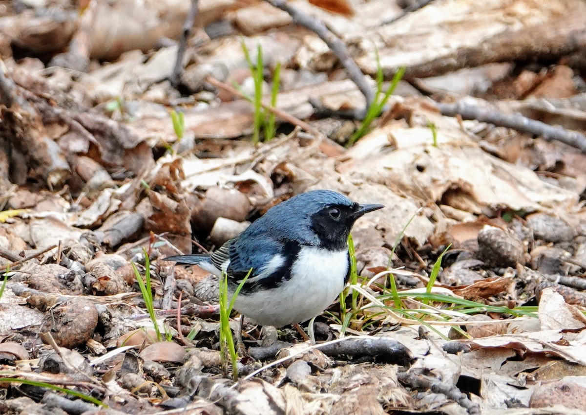 Black-throated Blue Warbler - Graham Rice