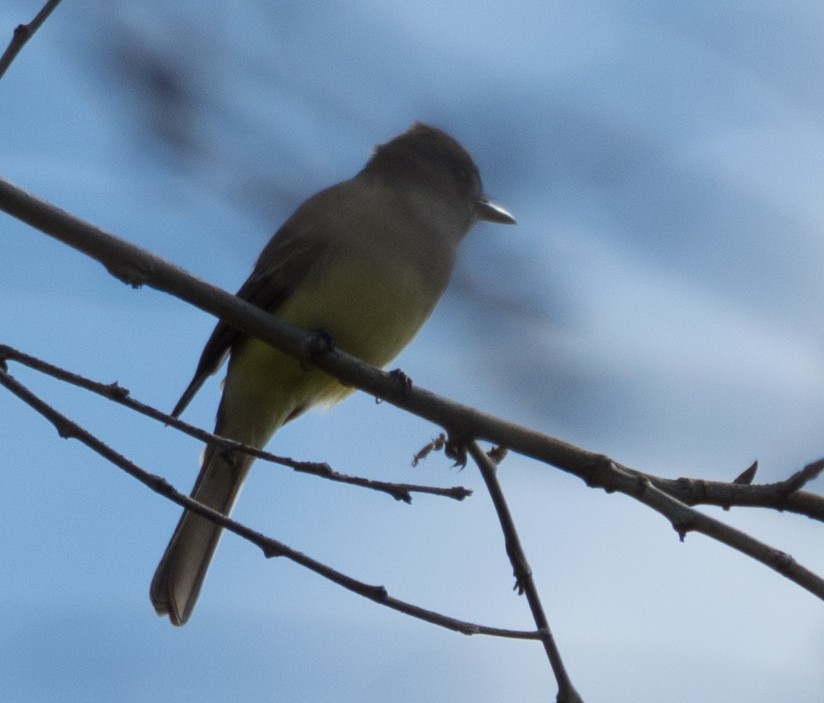 Great Crested Flycatcher - ML158014791
