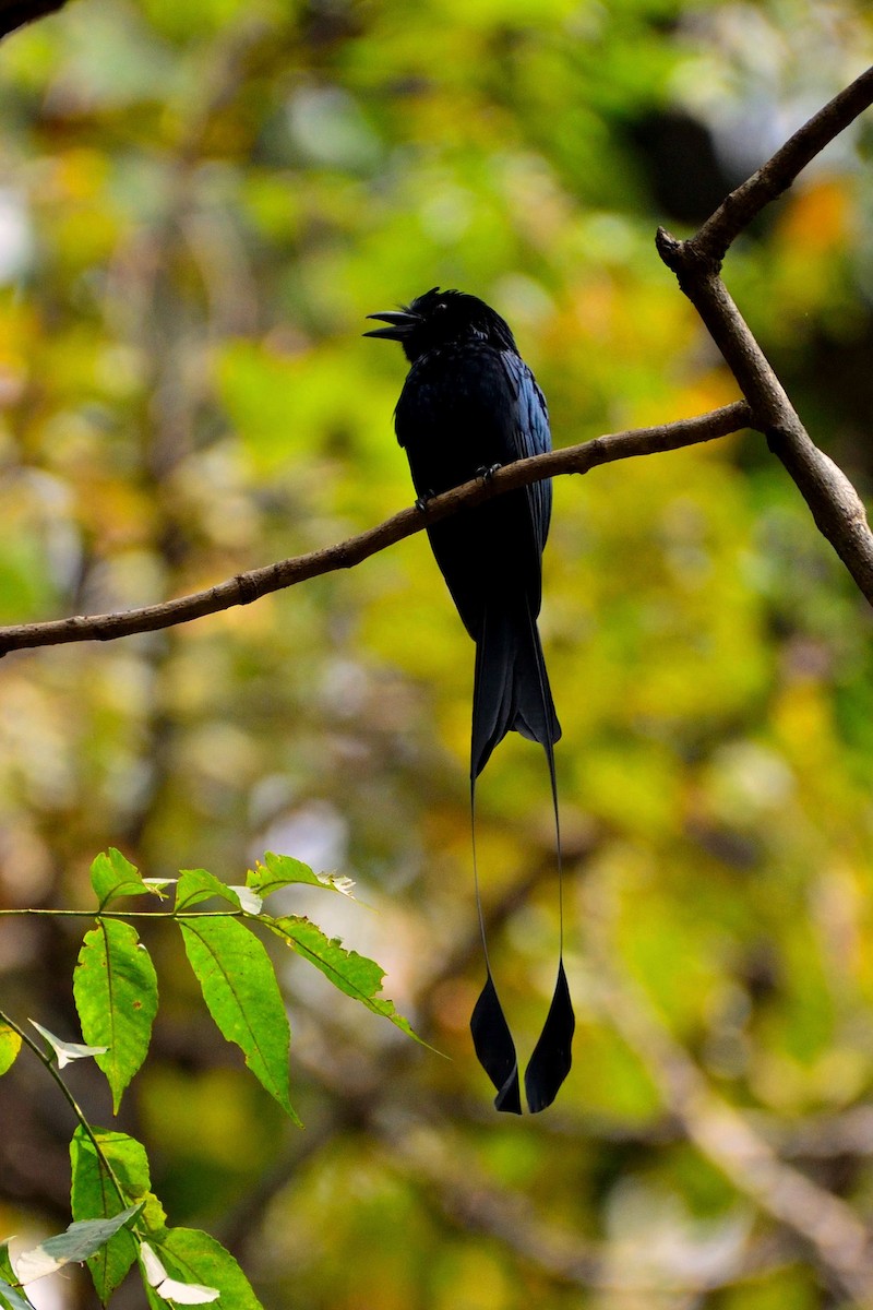 Greater Racket-tailed Drongo - ML158015651
