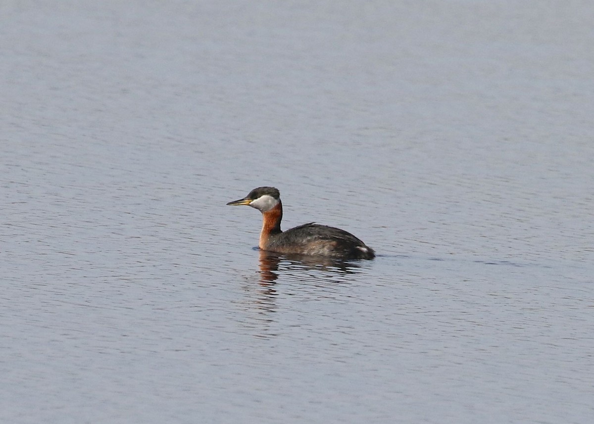 Red-necked Grebe - ML158016061