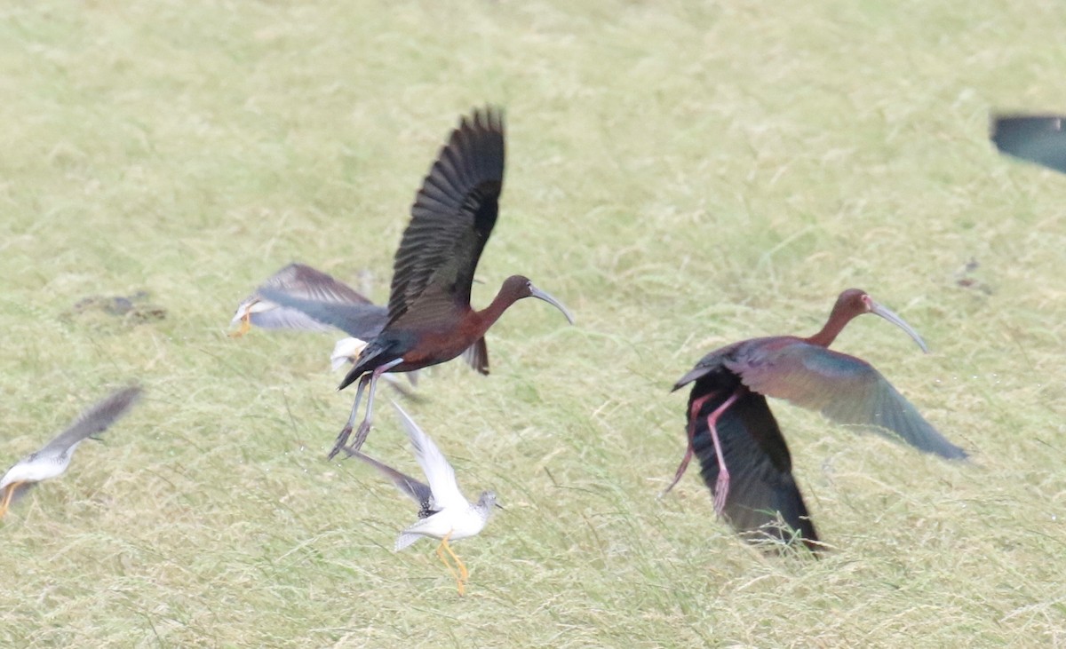 ibis hnědý - ML158016651