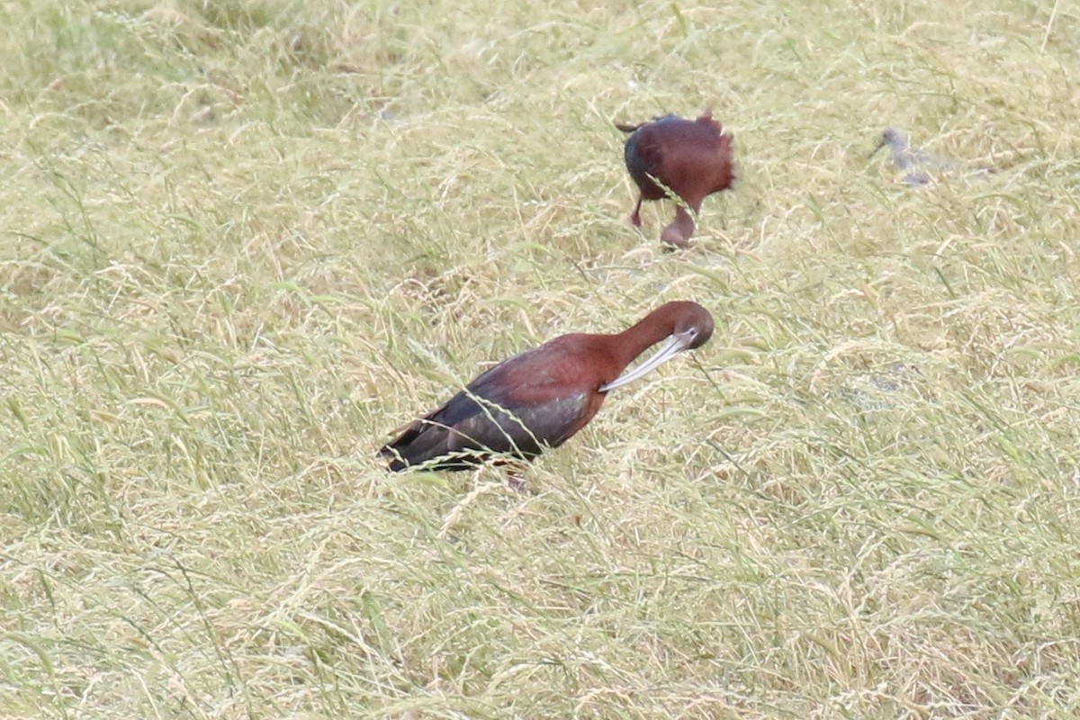 ibis hnědý - ML158016671