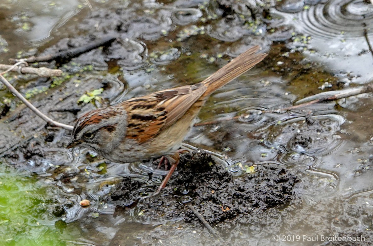 Swamp Sparrow - Paul Breitenbach