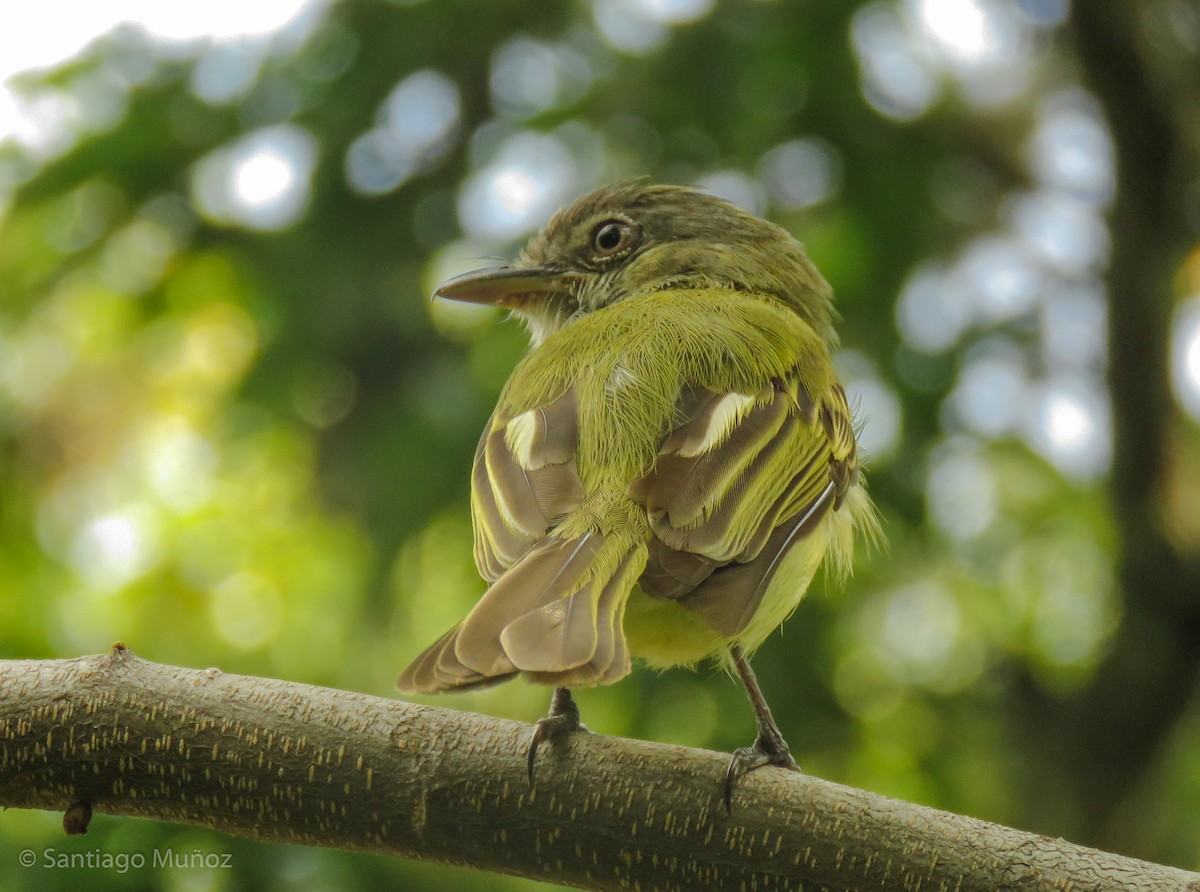 Yellow-winged Flatbill - Santiago Muñoz Bolaños