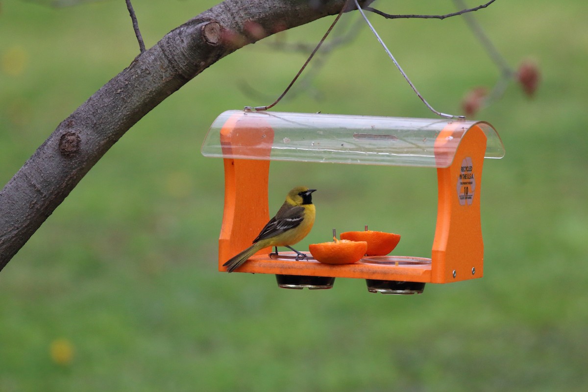 Orchard Oriole - ML158019181
