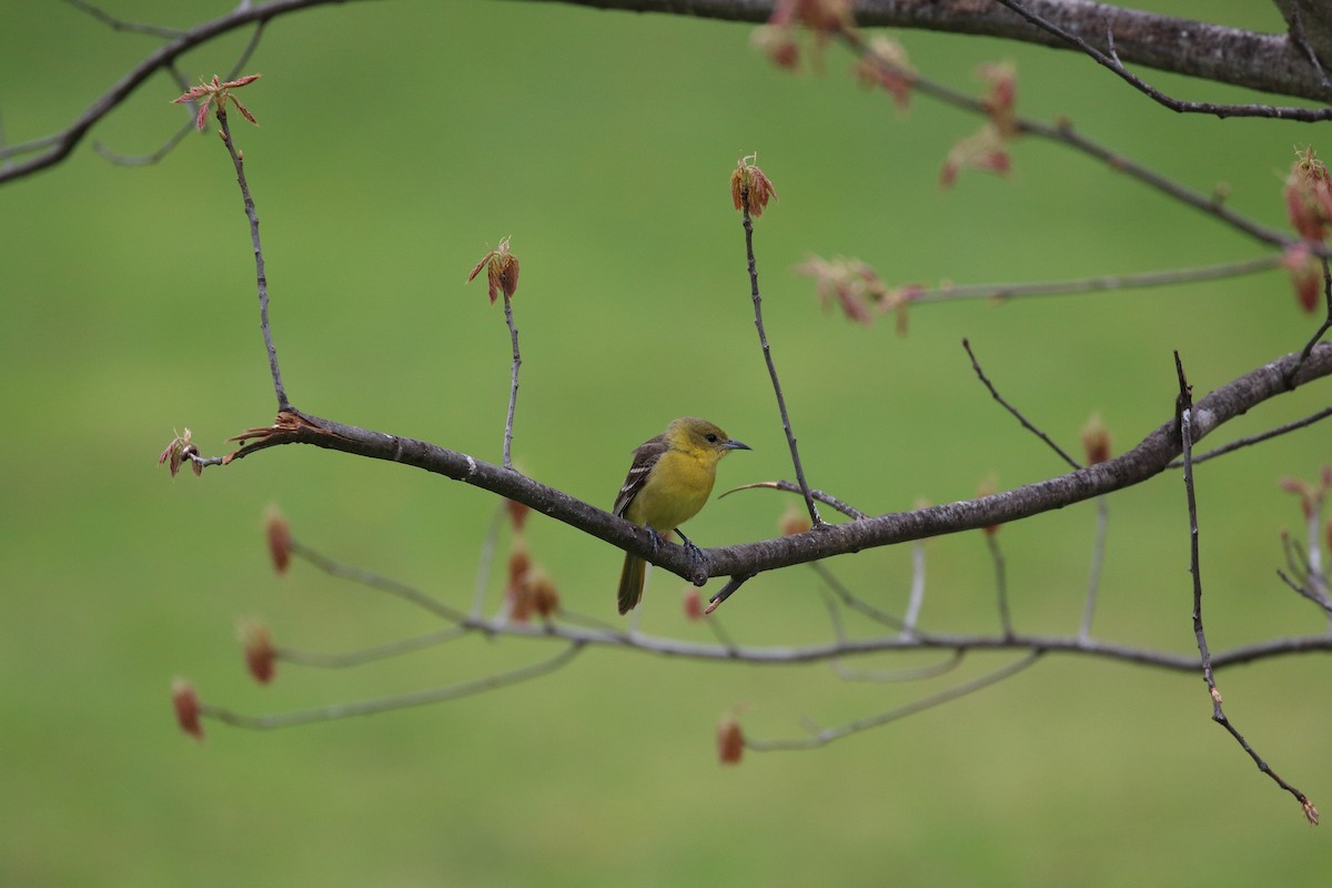 Orchard Oriole - ML158019221