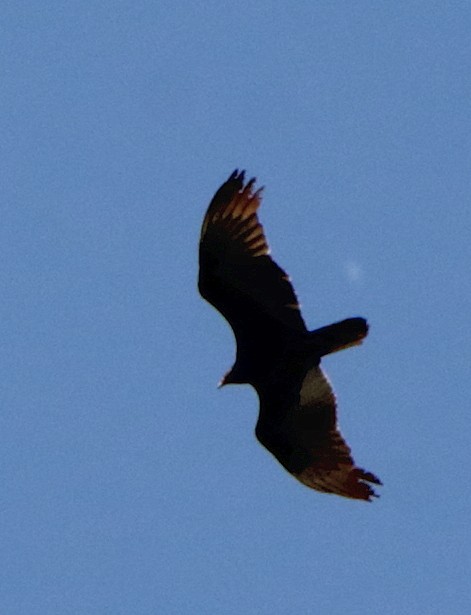 Turkey Vulture - ML158019861