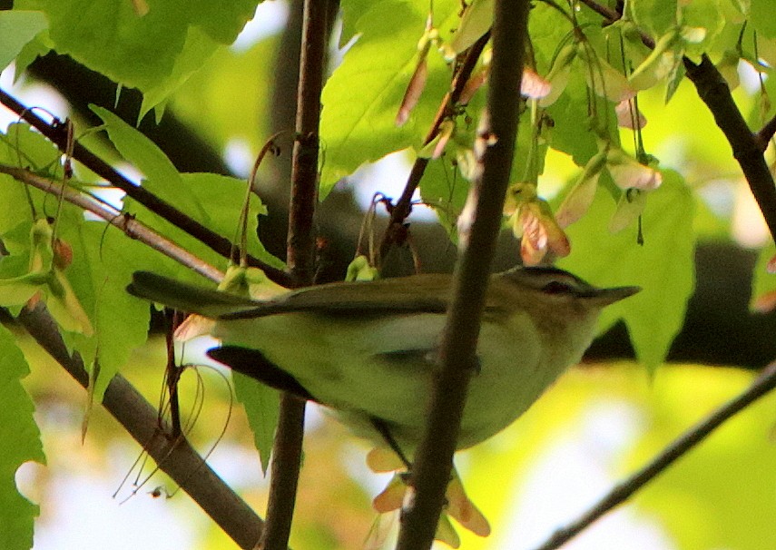 Red-eyed Vireo - Jenny Rogers