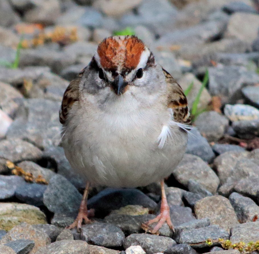 Chipping Sparrow - ML158021121
