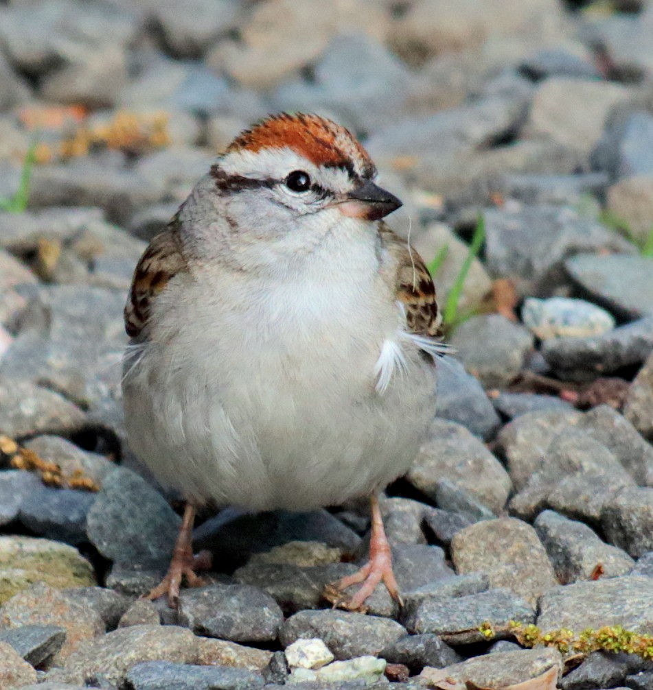 Chipping Sparrow - ML158021131