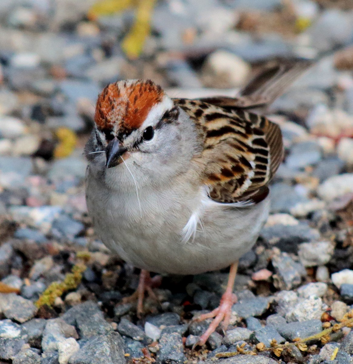 Chipping Sparrow - ML158021141