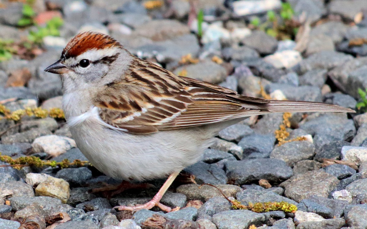 Chipping Sparrow - ML158021151