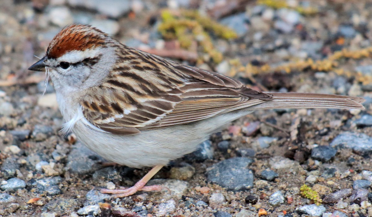 Chipping Sparrow - ML158021191