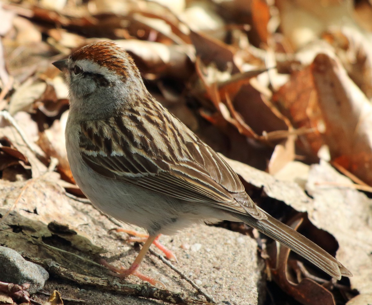 Chipping Sparrow - ML158021201