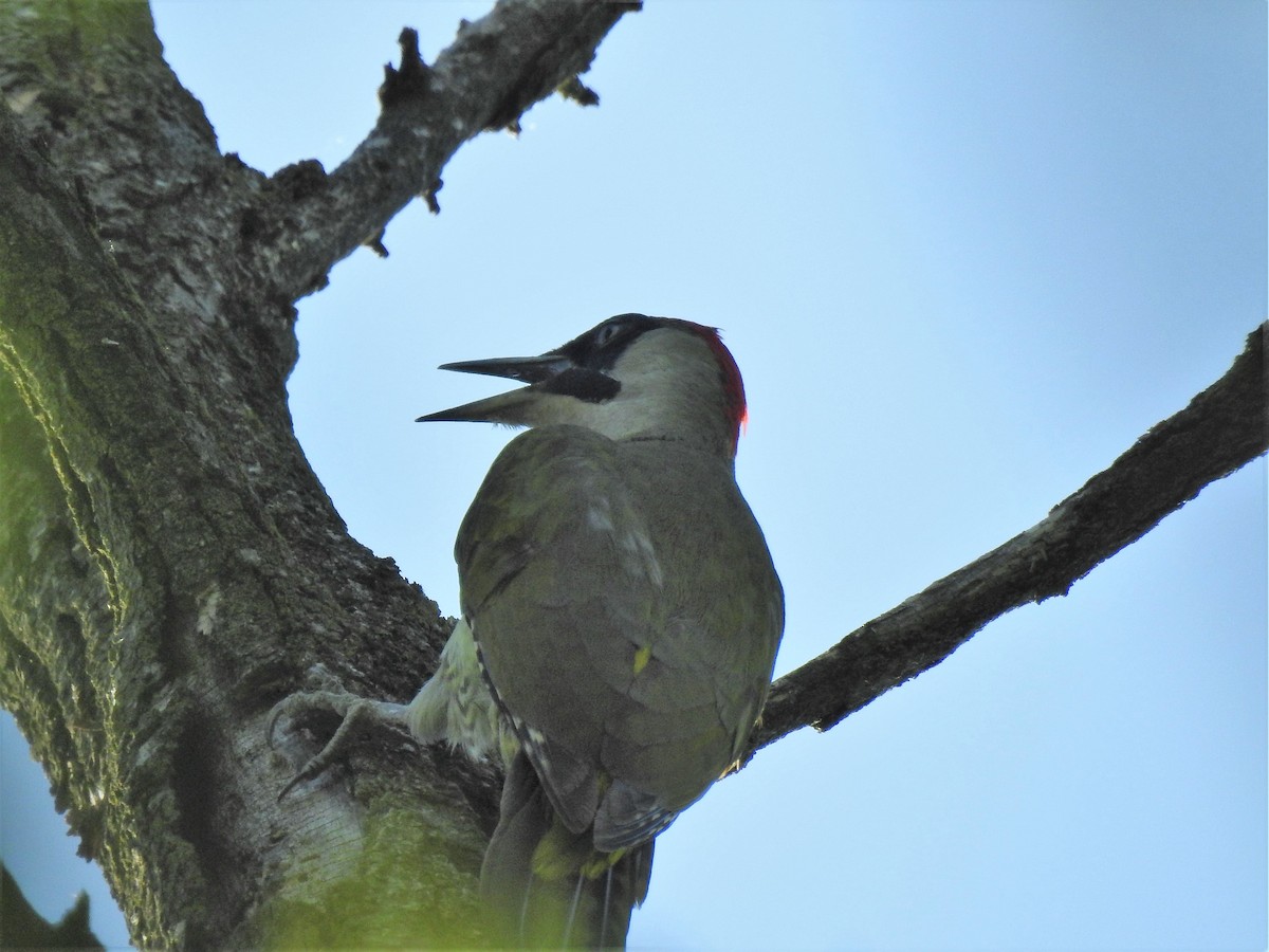 Eurasian Green Woodpecker - Albeiro Erazo Farfán