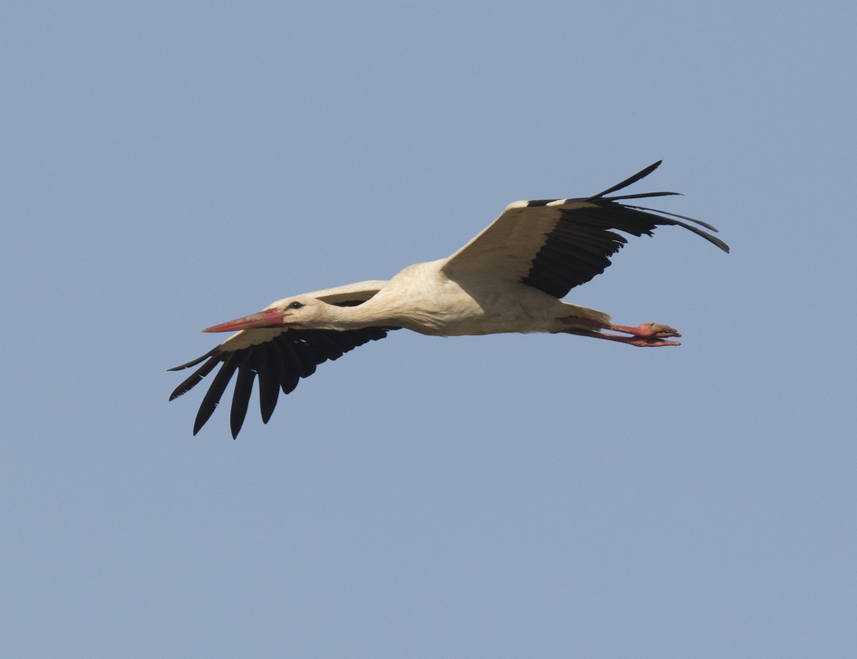 White Stork - ML158021781