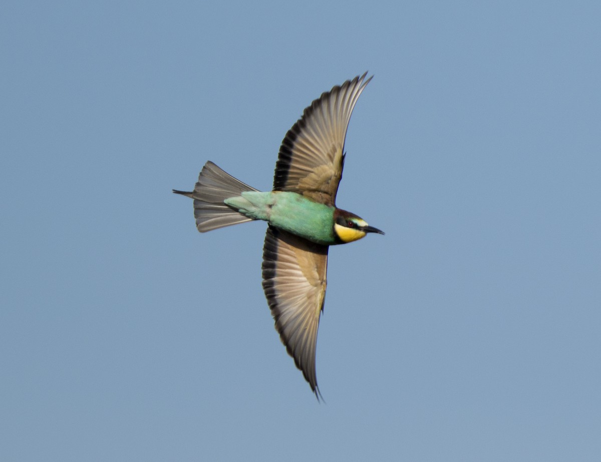European Bee-eater - ML158023831