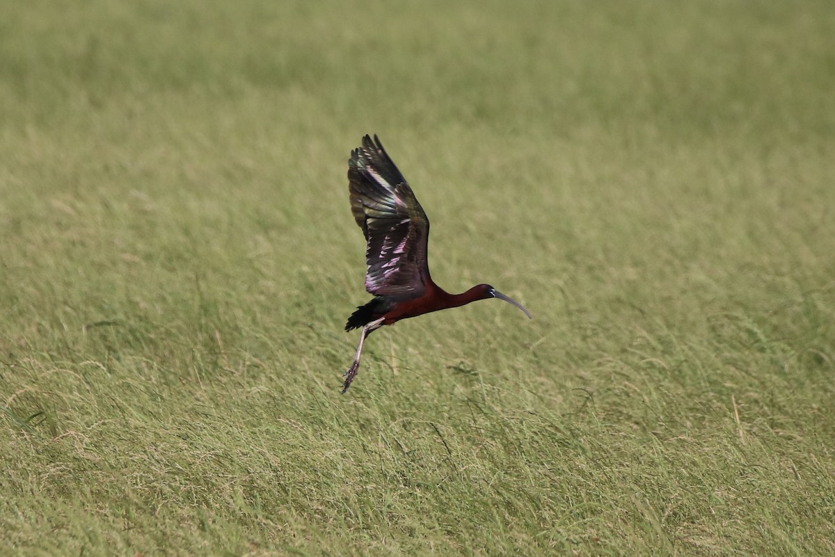 ibis hnědý - ML158026431