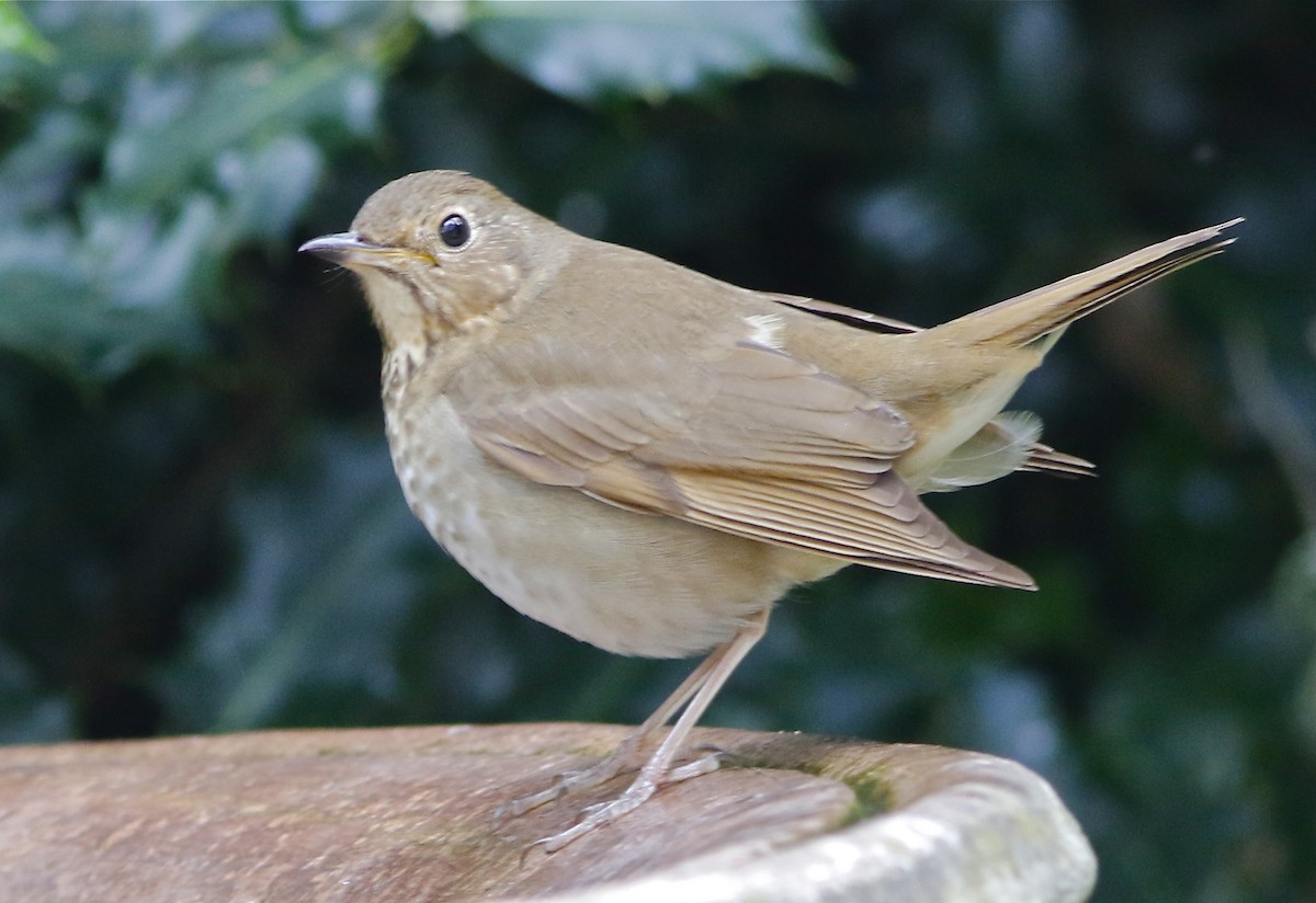 Swainson's Thrush (Russet-backed) - Don Roberson