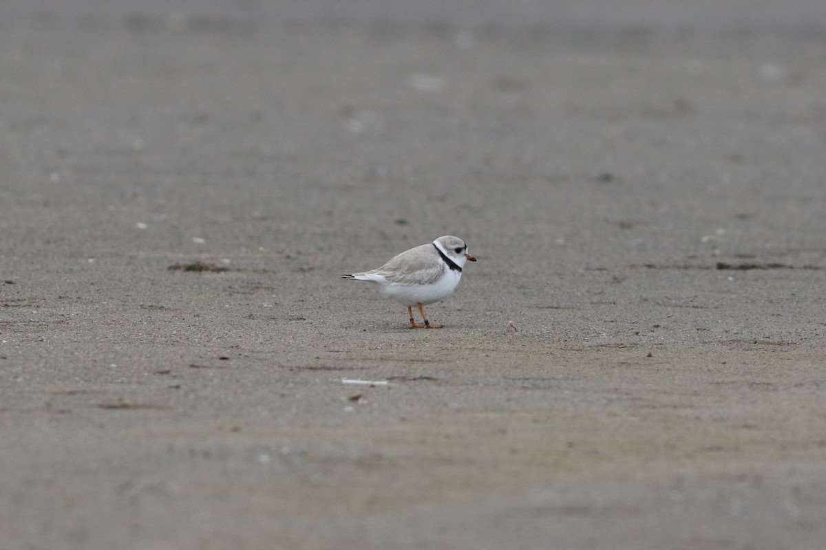 Piping Plover - ML158028111
