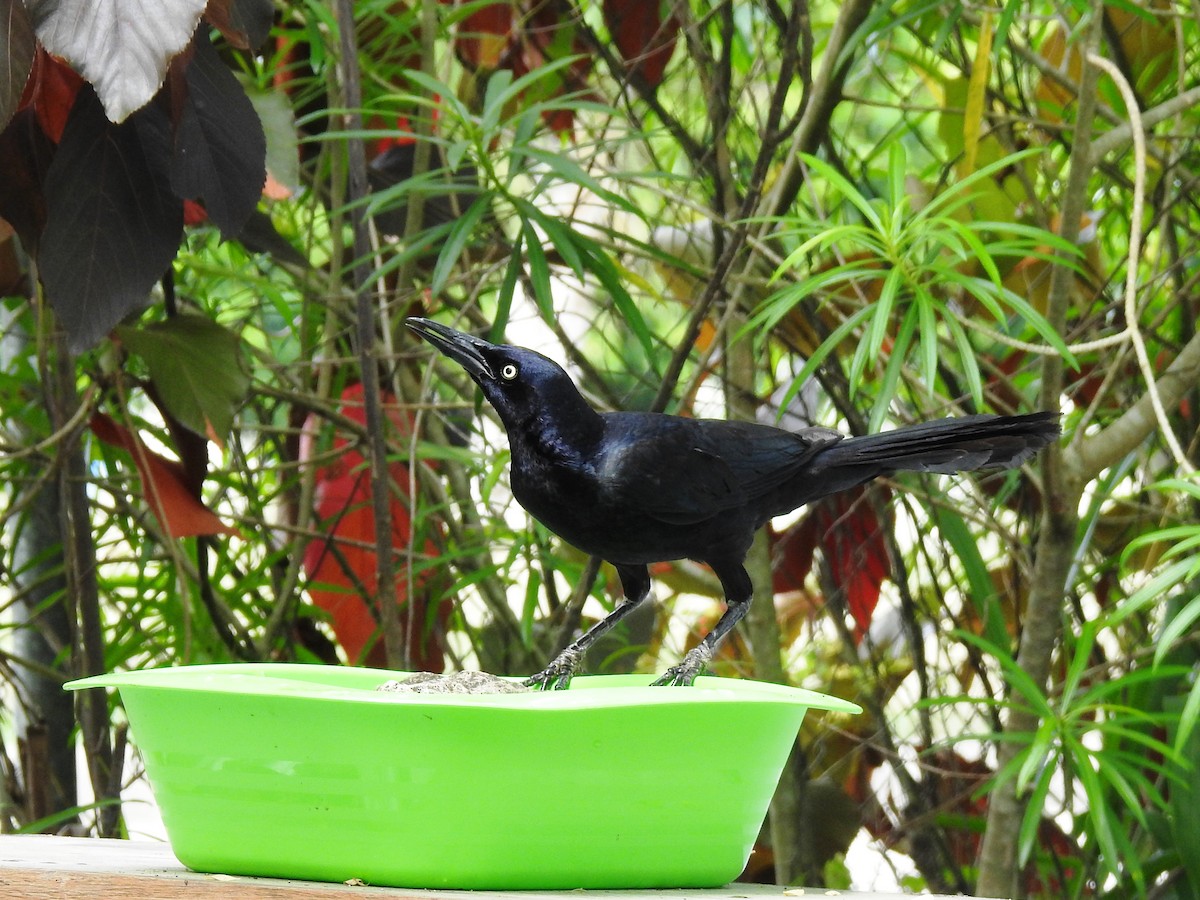 Great-tailed Grackle - ML158028491