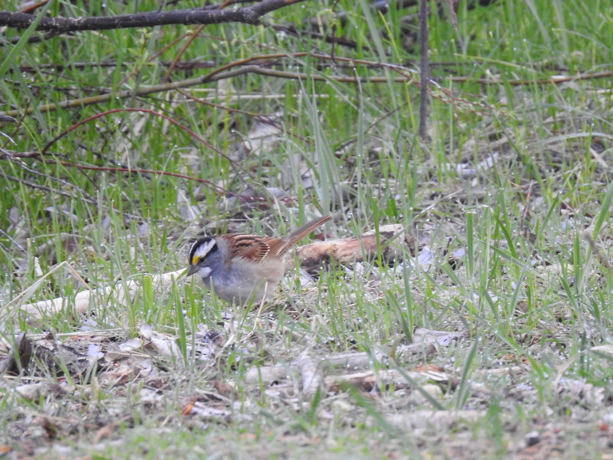 White-throated Sparrow - ML158030421