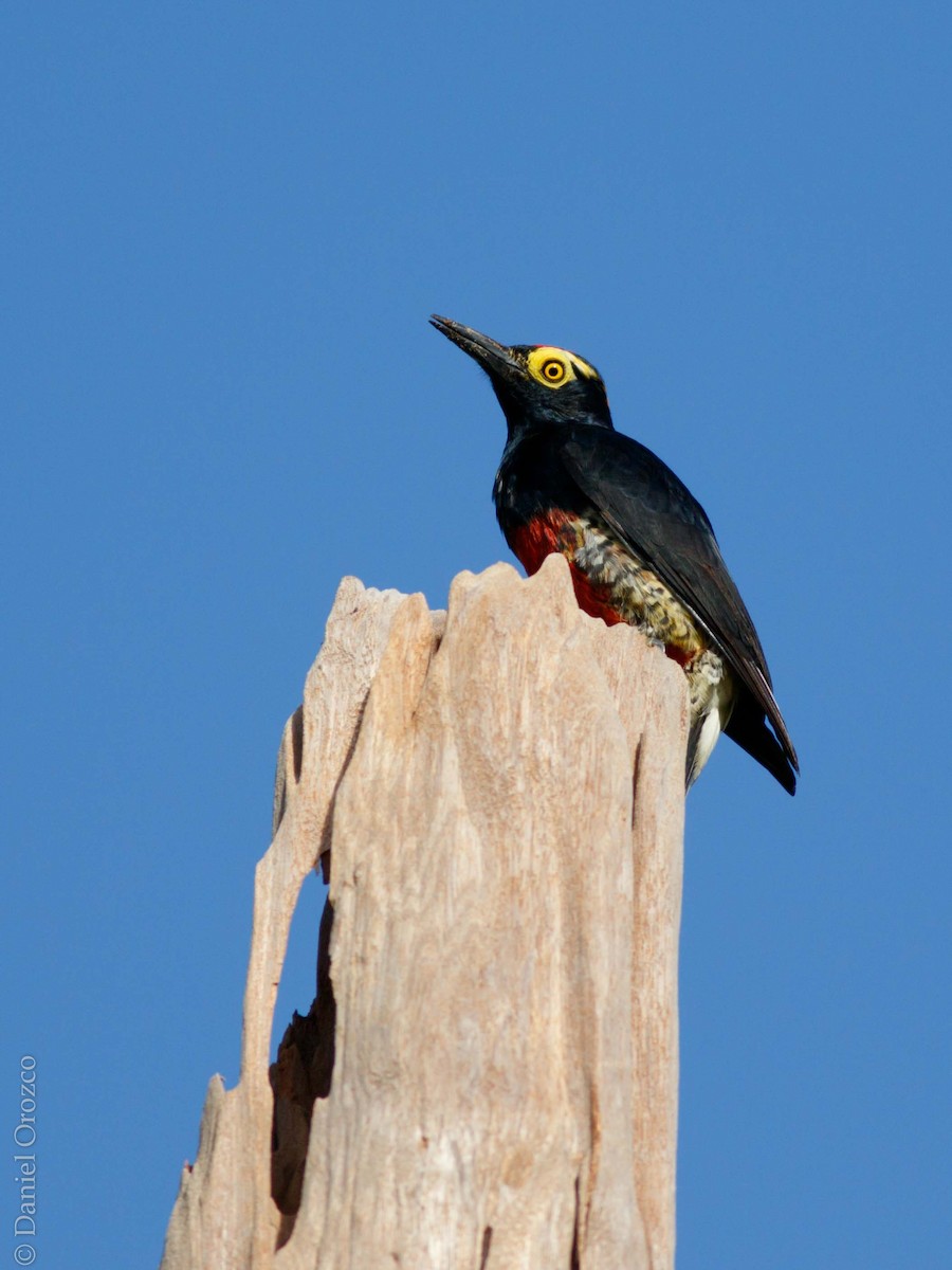 Yellow-tufted Woodpecker - Daniel Orozco Montoya