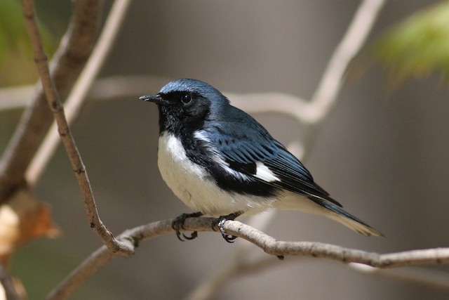 Black-throated Blue Warbler - eBird