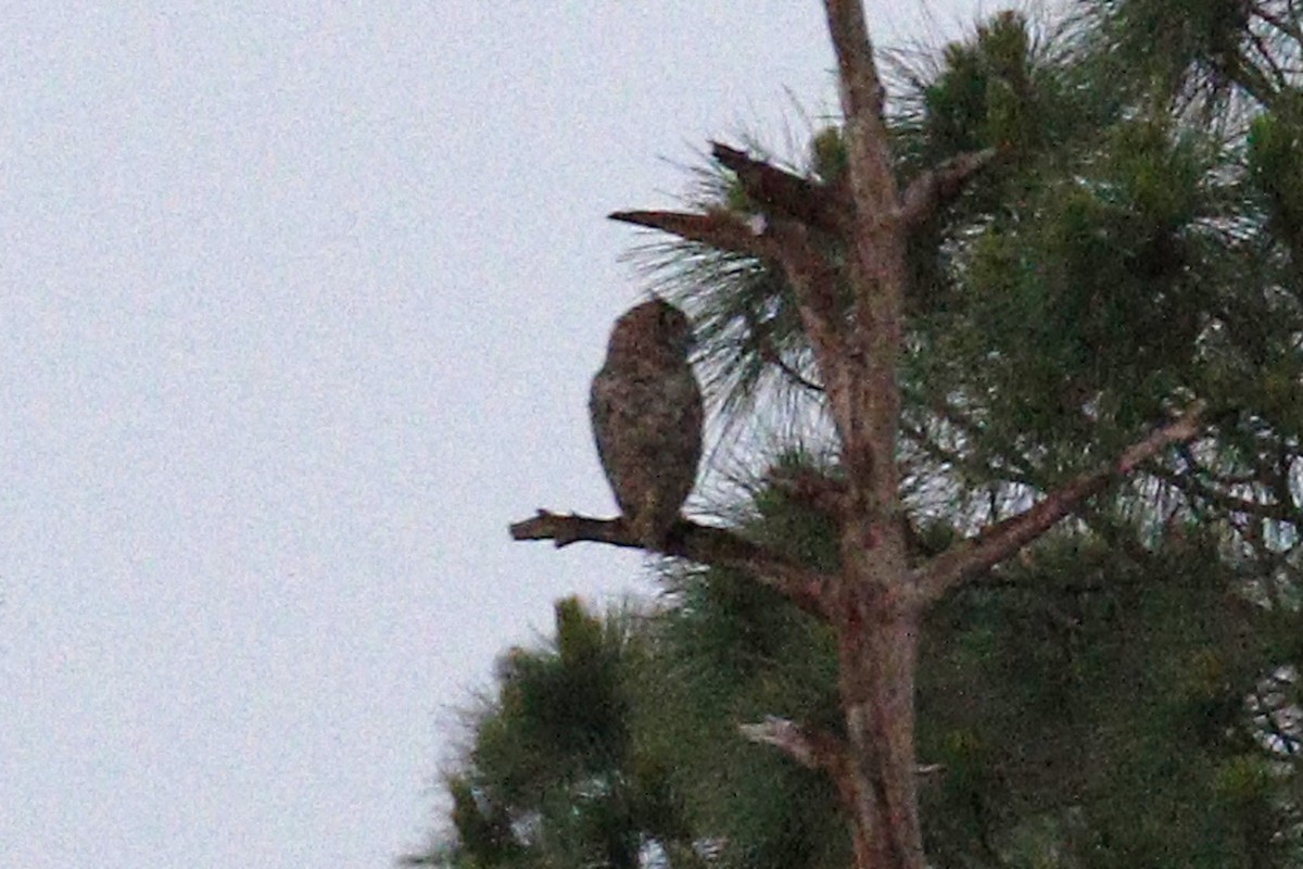 Great Horned Owl - ML158039961