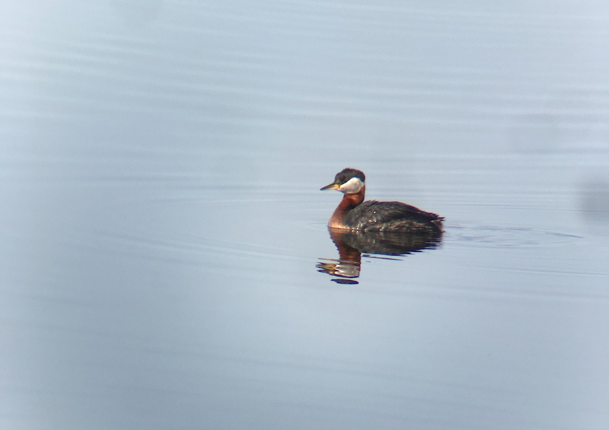 Red-necked Grebe - ML158041661