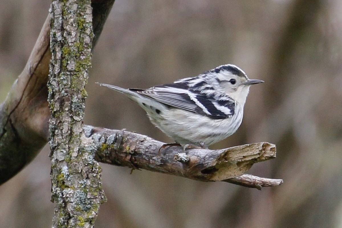 Black-and-white Warbler - ML158042681