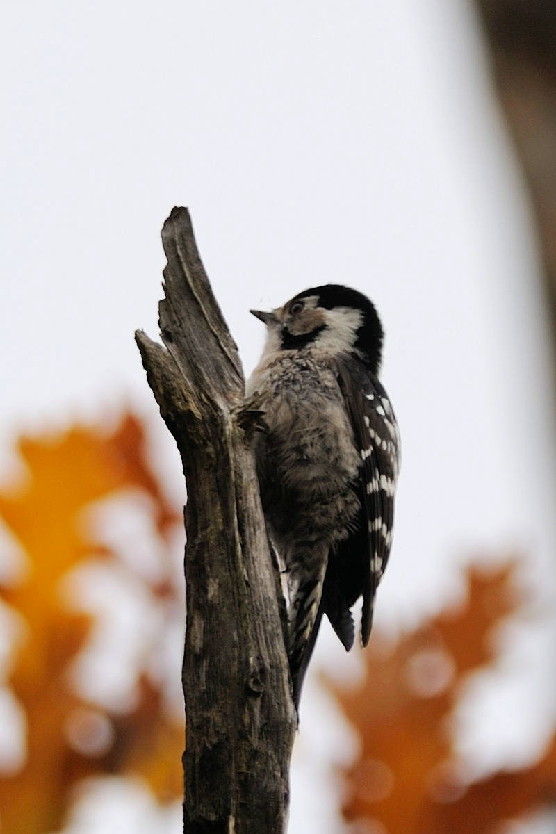 Lesser Spotted Woodpecker - ML158044081