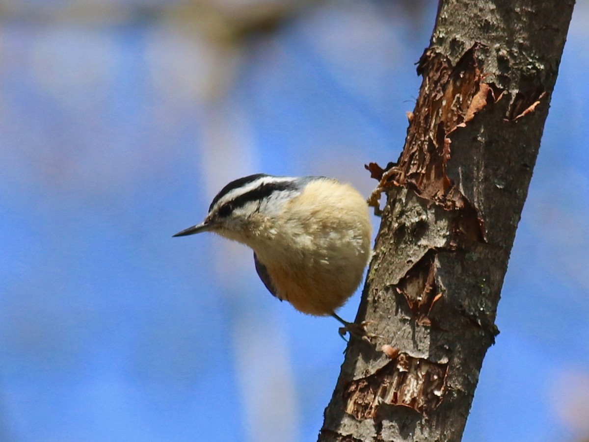 Red-breasted Nuthatch - ML158046401