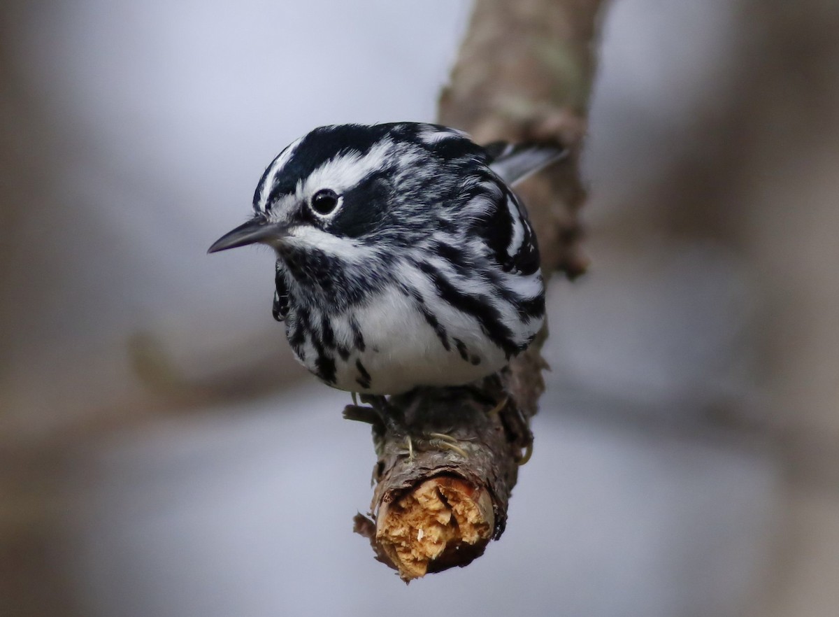 Black-and-white Warbler - ML158048071
