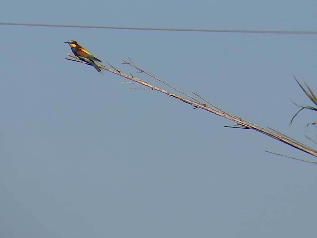 European Bee-eater - Nelson Conceição