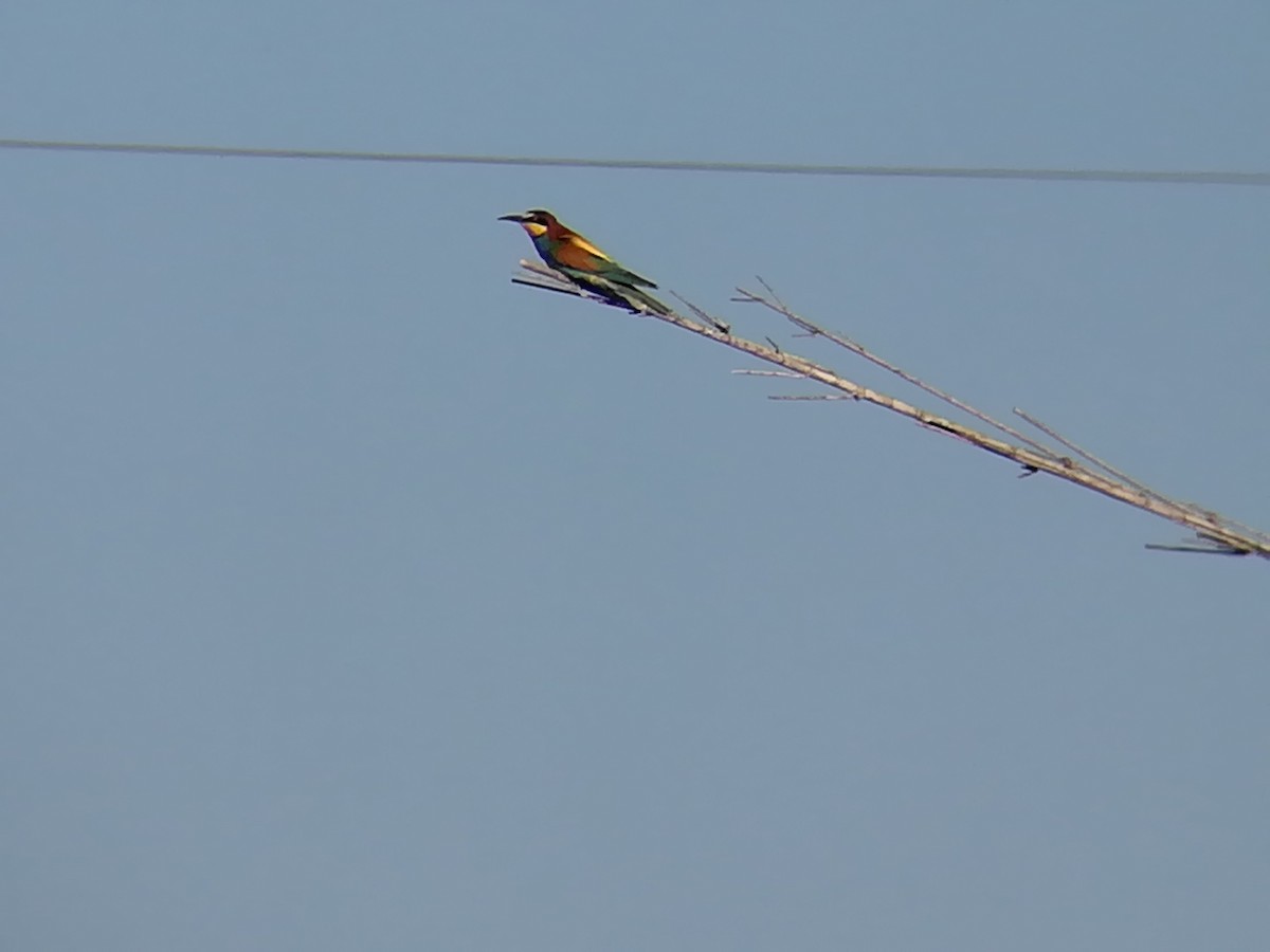 European Bee-eater - ML158048991