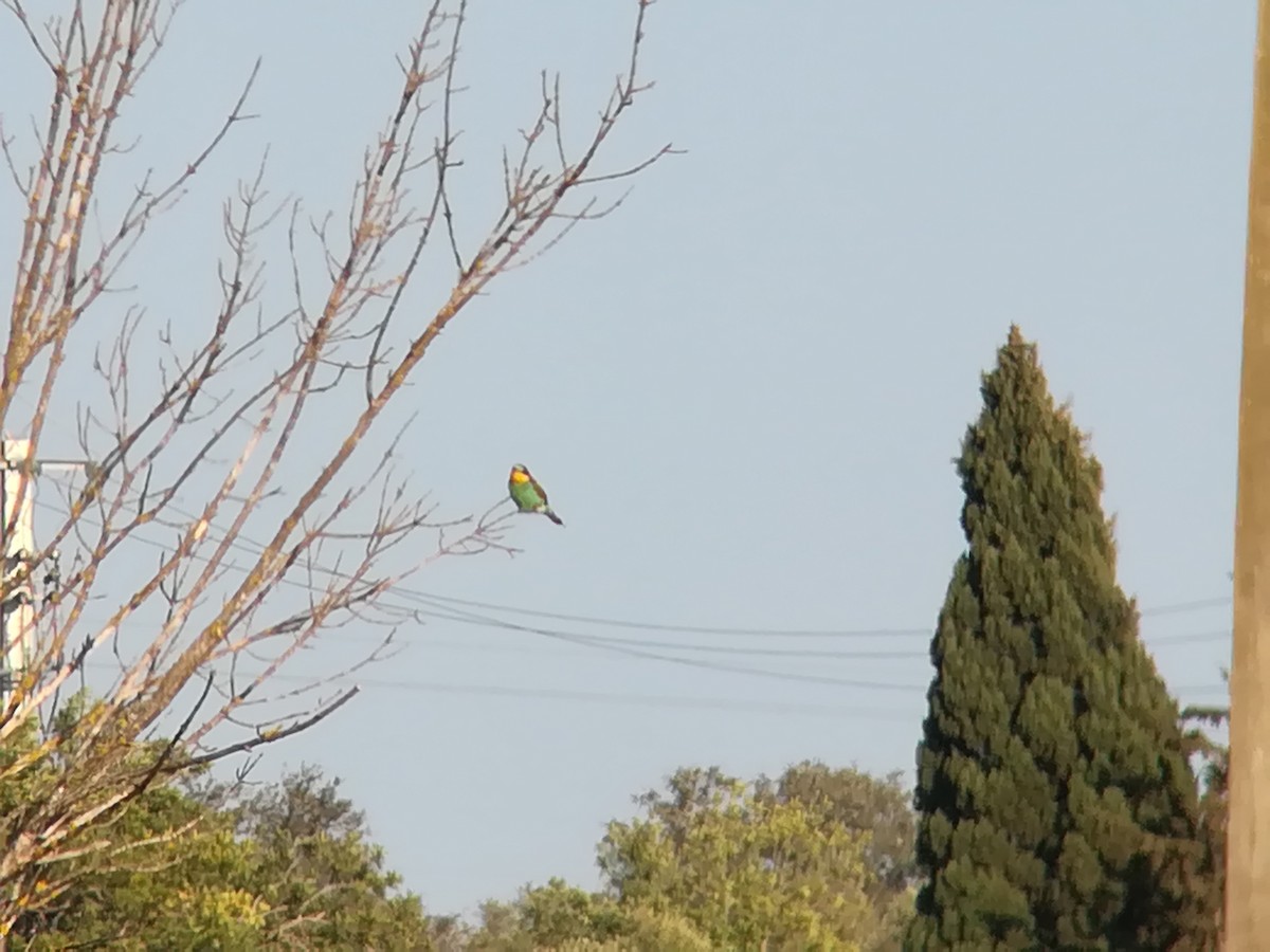 European Bee-eater - ML158049011