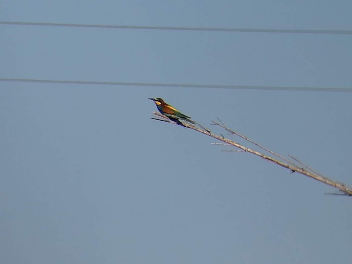 European Bee-eater - ML158049041