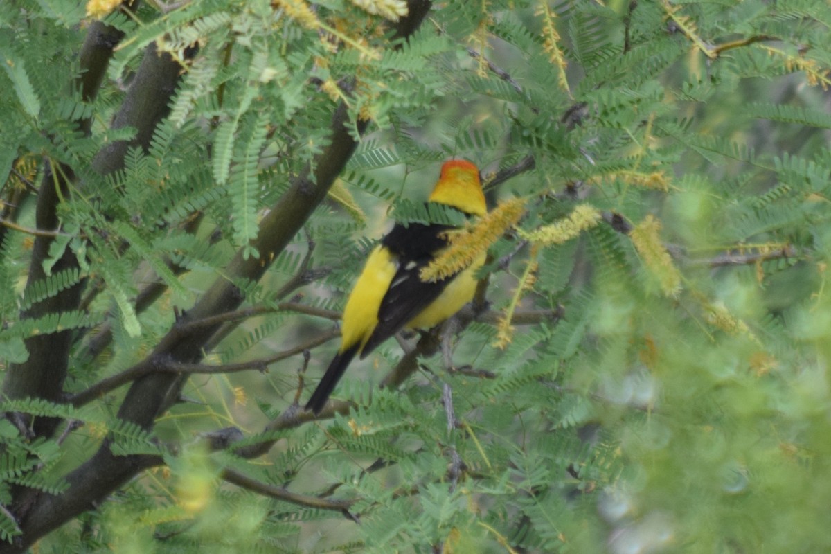 Western Tanager - ML158050841