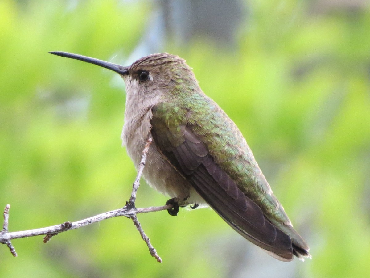 Black-chinned Hummingbird - T Robertson