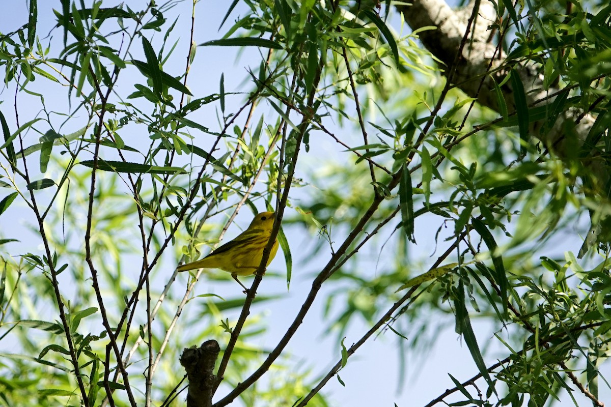Yellow Warbler - Mark Terry
