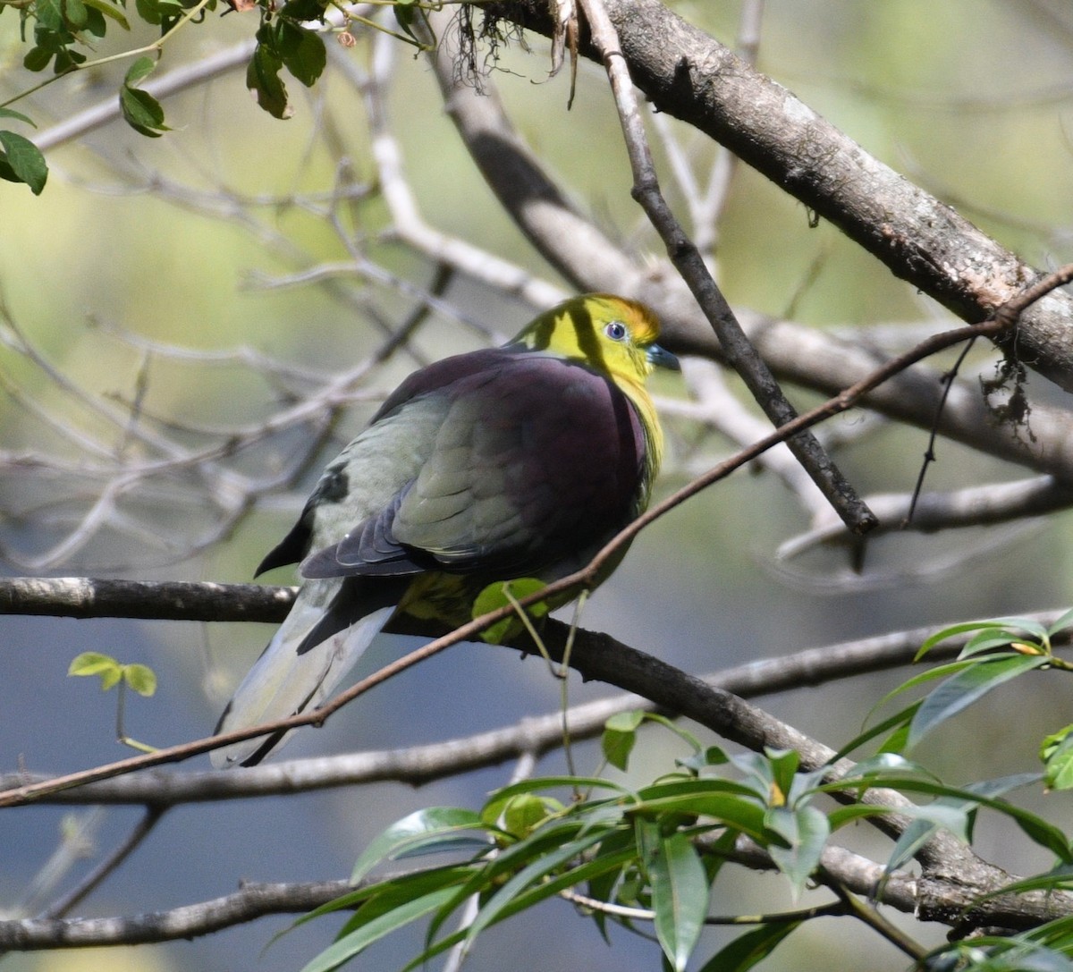 Wedge-tailed Green-Pigeon - Kim Hartquist