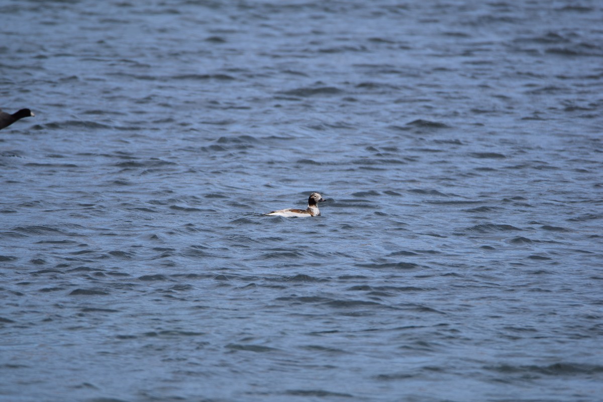 Long-tailed Duck - ML158065041