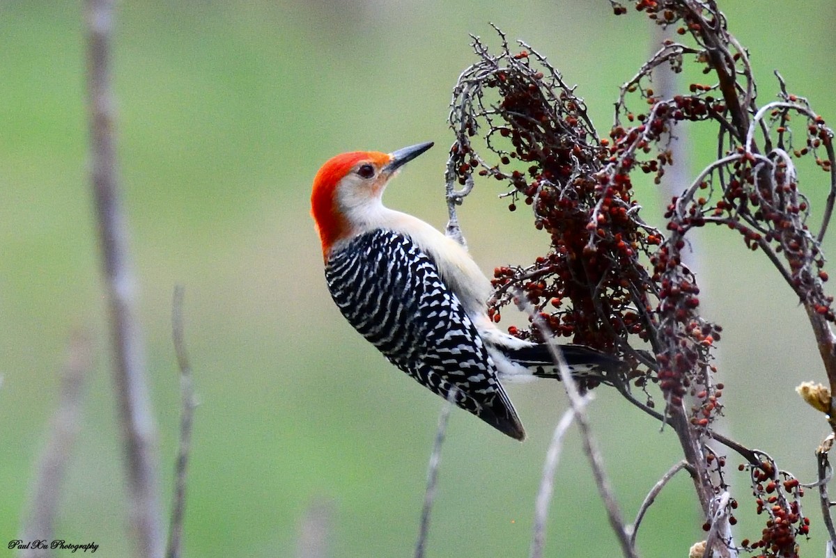 Red-bellied Woodpecker - Paul Xu