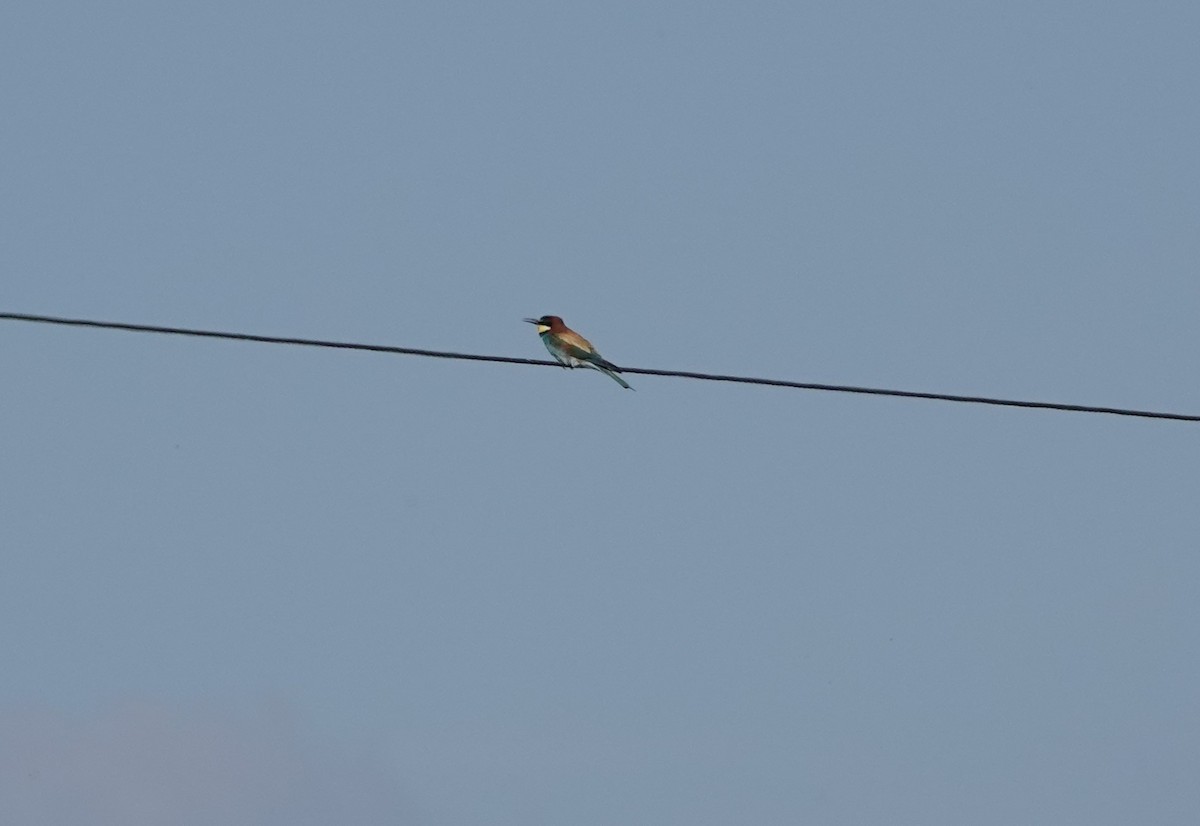 European Bee-eater - Jana Lagan