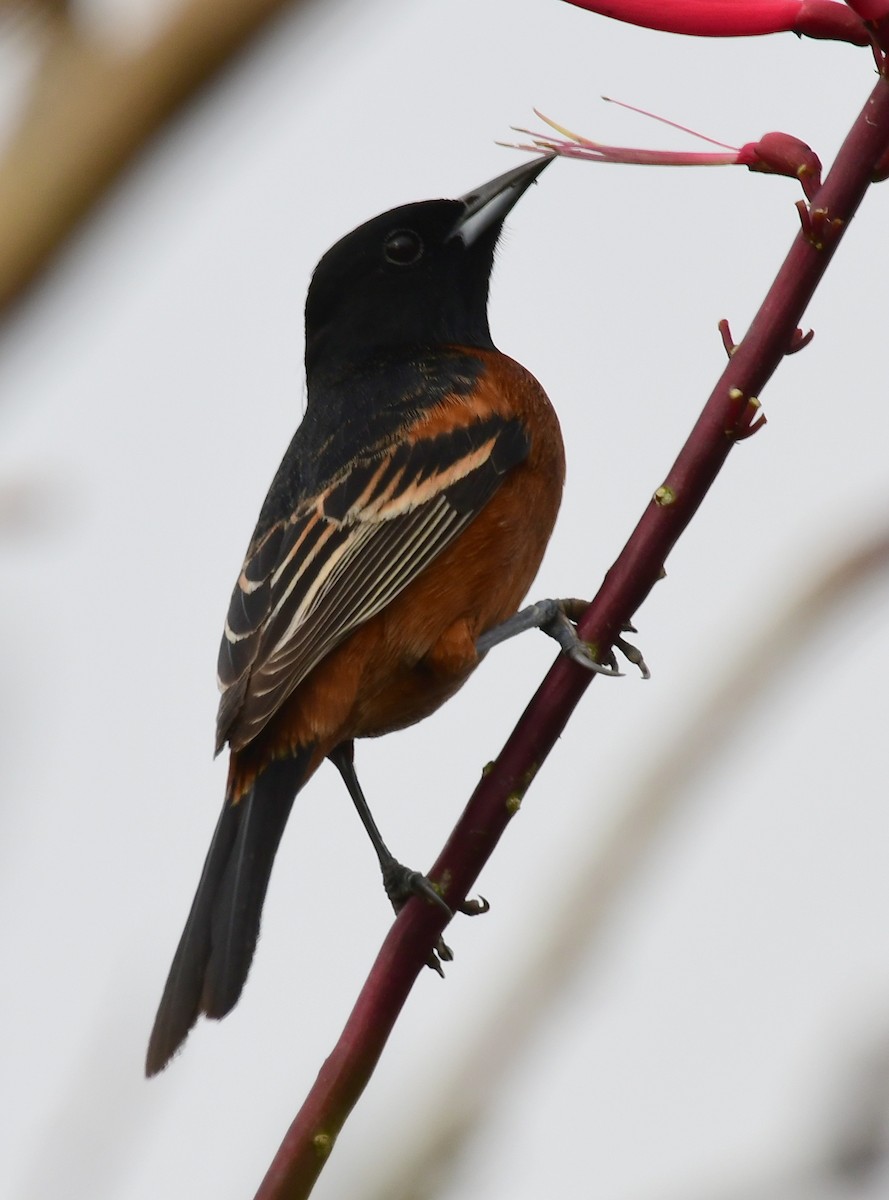 Orchard Oriole - ML158069941