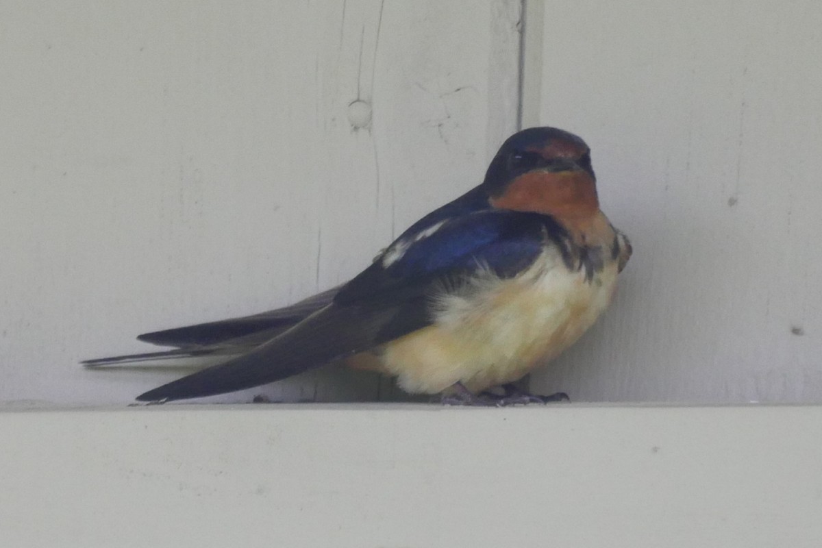 Barn Swallow (American) - ML158073141