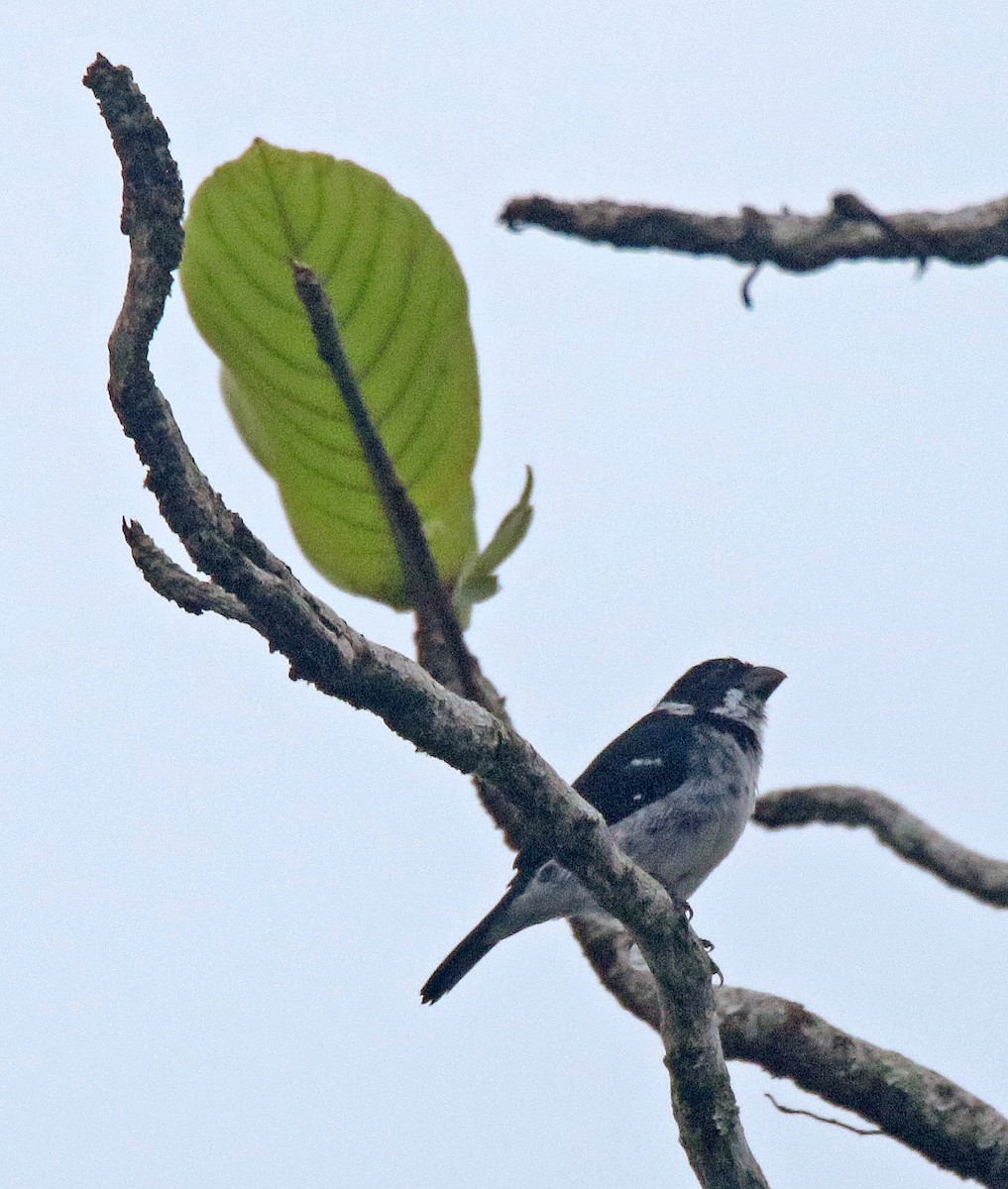 Wing-barred Seedeater (Caqueta) - ML158074741
